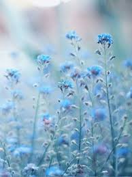 See more ideas about aesthetic, pastel aesthetic,. Don T Let The Muggles Get You Down Via Tumblr Blue Aesthetic Blue Flowers Light Blue Aesthetic