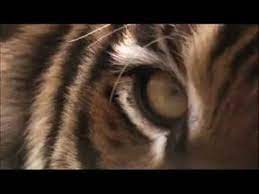 Batu mata harimau dikenal dengan batu chatoyant yang artinya memantulkan sinar atau cahaya yang beraneka ragam. Jadilah Mata Harimau Youtube