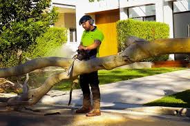 Climbers are not limited by access and have. Shane S Trees Blog Tree Removal And Pruning Services