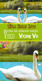 Birds For Cats To Watch Youtube Wild Swan Live Belye Lebedi Na Prudu Birds Bird Swan Swansbirds Swanlake Lebedi Belyelebedi Gusilebedi Naturesounds Songbirds Pticy Lebed Priroda