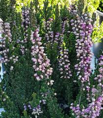 Image result for Calluna vulgaris