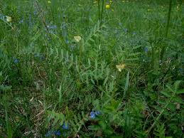 Image result for Craibia grandiflora