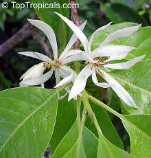 Plant around 3~4 feet height in 3 gallon pot. Magnolia X Alba Michelia X Alba White Champak Pak Lan Banana Shrub Cempaka Putih Bai Yu Lan White Jade Flower Bai Yu Lan Safa Toptropicals Com