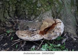 Image result for Ganoderma applanatum