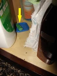 When mouse infestations are present in the home so, too, are mouse droppings. Mice Coming In Through Floor Under Kitchen Sink Diy Home Improvement Forum