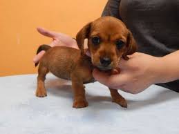 This is obviously the combination of two rather similar dogs. Chiweenie Mr Bulldog Los Angeles Pico Rivera Dogs Puppies For Sale Chiweenie Puppies Chiweenie Puppies