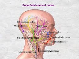 Neck lymph node locations these pictures of this page are about:throat anatomy glands neck back of neck anatomy. Lymphatic Of Head And Neck