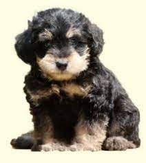 Mini Schnoodle Puppies For Sale Greenfield Puppies Schnoodle Puppies For Sale Schnoodle Puppy Schnoodle