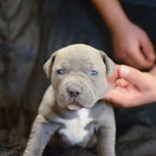 We did not find results for: White American Pitbull Terrier Puppies