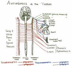 Module Autonomics Of The Thorax
