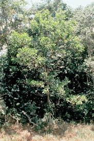 Image result for Acacia mangium