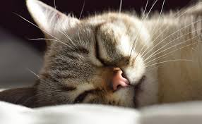 Les scientifiques ont ajouté que. Le Chat Est Il Sujet Aux Avc Accident Vasculaire Cerebral