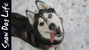Siberian Husky Hiking In The Woods Https Www Youtube Com Watch V Jvkwxwxdzy T 0s Snow Dogs Husky Siberian Husky