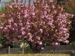 C'est l'idéal pour bénéficier d'un beau jardin pendant quatre saisons ! Quels Arbres Pour Un Petit Jardin Silence Ca Pousse