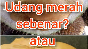 Potensi udang galah saat ini sangat bagus terlebih, untuk skala rumahan. Cara Kenal Durian Udang Merah Ori Tak Ori Youtube