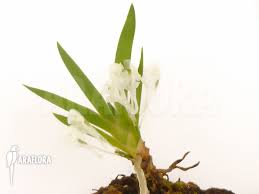 Image result for Podangis