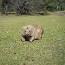Wombat On His Way By Lilianous Wombat Pet Birds Animals