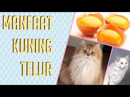 Cara Memberikan Kuning Telur Pada Kucing Youtube