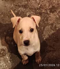 Esta esta perrita recién parida en portales de san pedro 2 urge algún lugar  en el que la puedan recbir con sus cachorros ayudo con croquetas tengo  perro bravo y no puedo