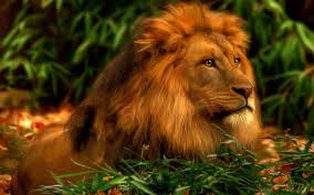 Wild cats, tiger, lion, big cats, leopard, eyes, savanna, animals. Hd Wallpapers Lion Group 86