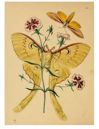 Animal Insect Butterfly Rare Book Oriental Entymology 11 772x1000 Jpg 772 1000 Butterfly Illustration Coastal Prints Chinese Butterfly
