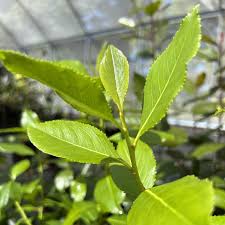 Image result for Catha edulis