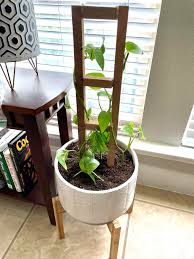 Maybe you would like to learn more about one of these? New Trellis New Home For My Golden Pothos At Least I Think That S What She Is Houseplants