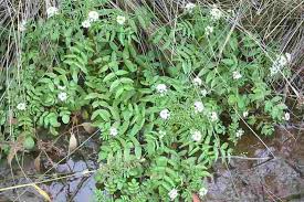 Image result for Rorippa nudiuscula