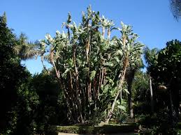 Image result for Strelitzia alba