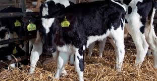 0.20 percent fiber is a good amount. Calf Success What You Need To Know About Electrolyte Therapy In Young Calves Hubbard Feeds