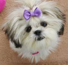 Black And White Maltese Shih Tzu Puppy Is A Maltese Shih Tzu Mix The Right Dog For You Maltese Shih Tzu Shih Tzu Shih Tzu Dog
