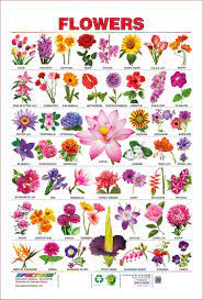 When i find names i can't find flowers.it would be good to get some names beside pictures. List Of Flower Names And Idioms With Flowers Myenglishteacher Eu Blog
