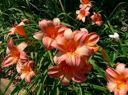 Zinnias is the easiest and most popular type of flower to grow from seed. Daylilies Umn Extension
