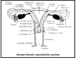 Female parts illustrations & vectors. Learn Parts Of Female Reproductive System Meaning Concepts Formulas Through Study Material Notes Embibe Com