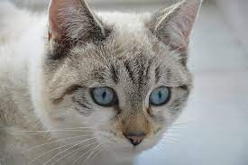 Cat breeds with blue eyes. Grey And White Cat Blue Eyes Novocom Top