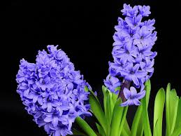 Blooms a week later than p. 62 Types Of Purple Flowers With Pictures Flower Glossary