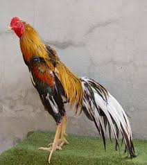 Gambar Ayam Bangkok Bagus Jpg 548 617 Galos Indios Galo Animais E Passaros
