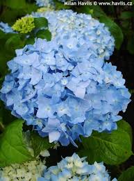 Image result for Hydrangea macrophylla bela obrázek