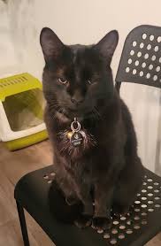 SOS ! Notre cher Manolo Alfonso à disparu le 20 décembre à Greenfield Park.  Il porte un collier avec une cloche et sa médaille de la Ville de  Longueuil. On espère le