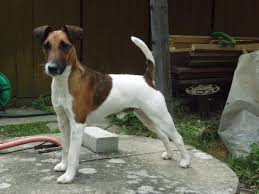 Image result for foxteriér hladkosrstý