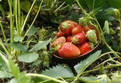 12 Conseils Pour Reussir Ses Fraisiers Potager Facile Jardin Potager Jardinage Potager