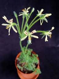 Image result for Pelargonium apetalum