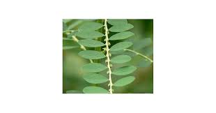 Image result for Phyllanthus fraternus