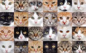 ‪Ultimate Guide to Common Cat Breeds | Different Cats | Modkat‬‏