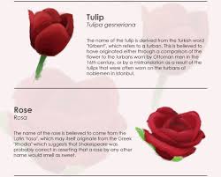 Indoor flower pots near me. Country Living Magazine Uk The Meanings Behind Your Favourite Flower Names Flower Names Flowers Country Living Magazine