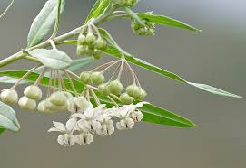 Maybe you would like to learn more about one of these? Gomphocarpus Physocarpa Balloon Cotton Bush Balloon Plant Bishop S Balls Hairy Balls Nailhead Swan Plant North Carolina Extension Gardener Plant Toolbox