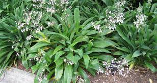 This flowering shrub is part of the rhododendron genus and can be found in abundance in both the northern hemisphere and the southern hemisphere. Shade Loving Plants Blog Hoselink