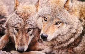 White Wolf Meet The Amazing Looking Mongolian Wolf With Beautiful Soulful Eyes Wolf Dog Wolf Photography Wolf Pictures