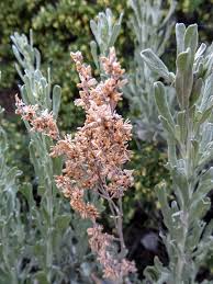 Image result for Polystachya tridentata