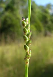 Image result for Paspalidium